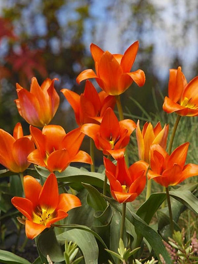 Tulipa Toronto,Tulip 'Toronto', Greigii Tulip 'Toronto', Greigii Tulips, Spring Bulbs, Spring Flowers, Tulipe Toronto, orange tulips