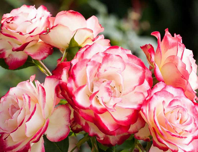 Rosa 'Double Delight', Rose 'Double Delight', Rosa 'Andeli', Hybrid Tea Roses, Shrub Roses, bicolor roses, Pink roses, Yellow roses, Shrub roses, Rose bush
