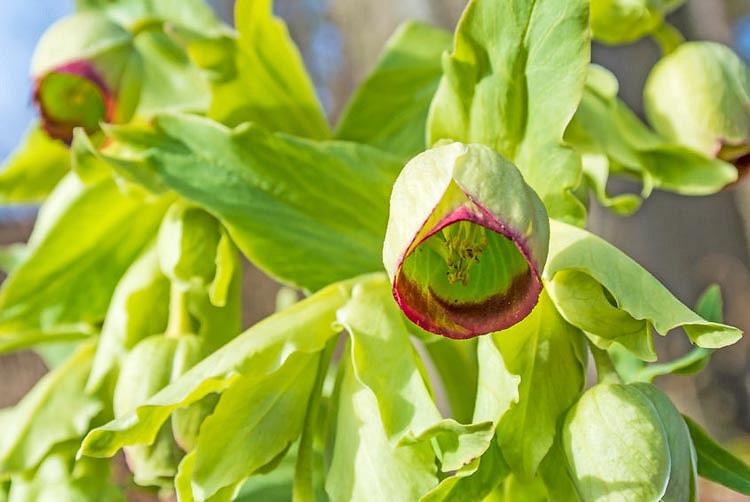 Helleborus Foetidus Stinking Hellebore Helleborus Foetidus Stinking Hellebore