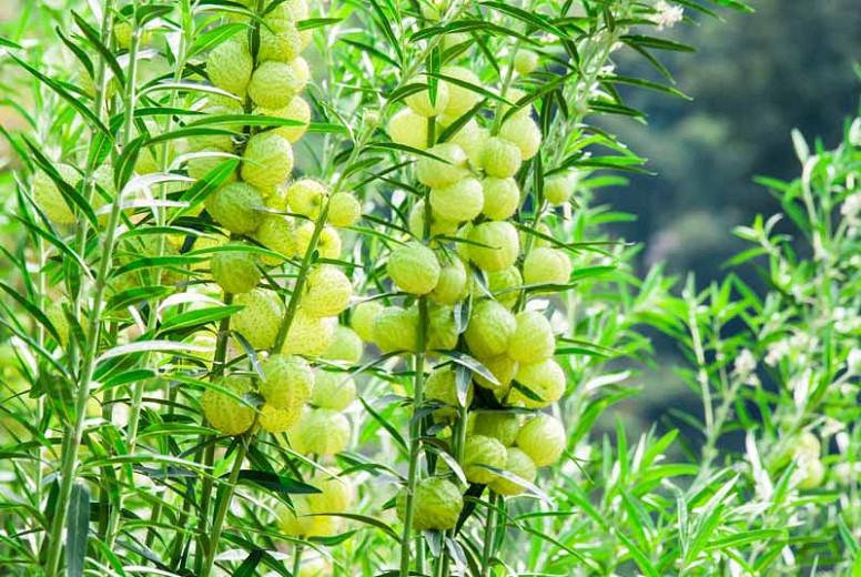 Asclepias physocarpus (Balloon Plant)