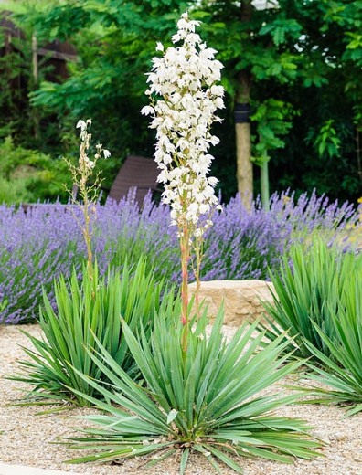 Image of Adams Needle companion plant for color guard yucca