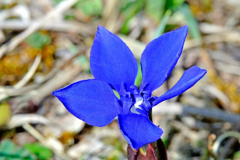   Gentiana verna, Spring Gentian, Lucy of Teesdale, Blue flowers, groundcover, Rock Garden Perennial, Trumpet Gentian