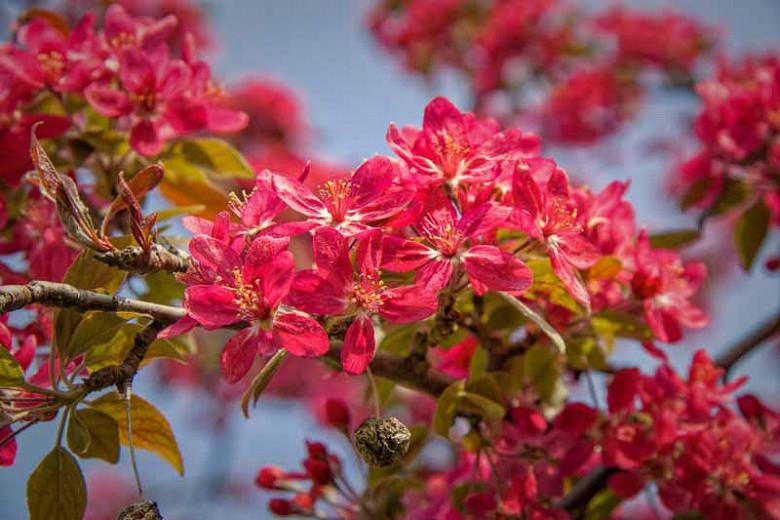 Malus 'Centurion', Crabapple 'Centurion', Crab Apple 'Centurion', Fragrant Tree, Red fruit, red berries, Winter fruits, Red flowers, Pink Flowers