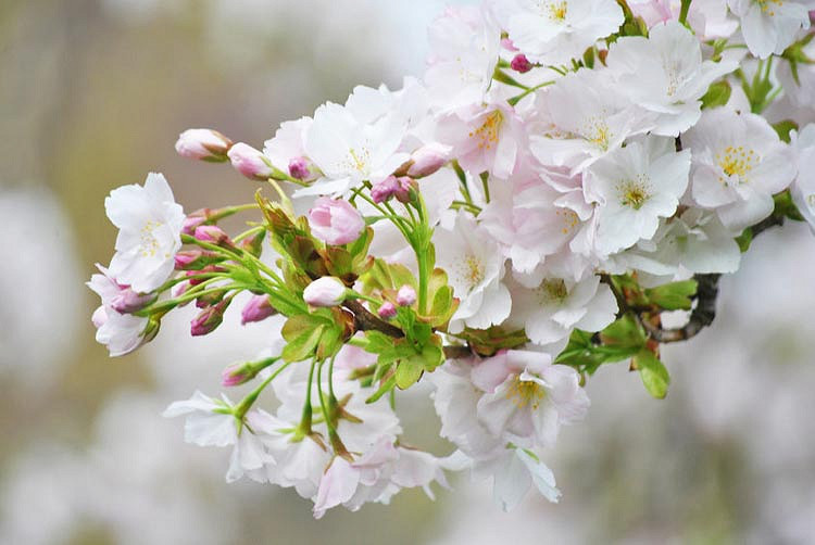 Prunus Subhirtella Autumnalis Higan Cherry