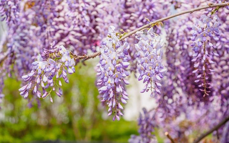 Wisteria sinensis (Chinese Wisteria)