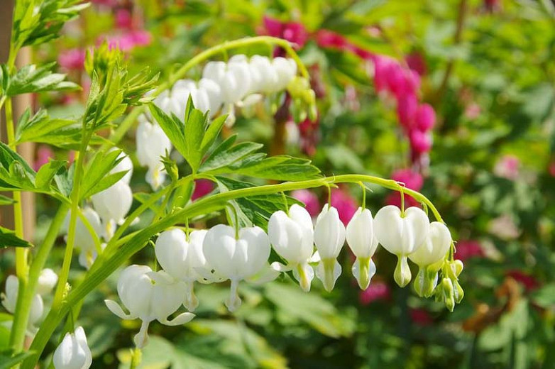 Dicentra spectabilis, Bleeding Heart, Lamprocapnos spectabilis, Shade gardens, shady gardens, Pink Flowers, Bleeding Heart, Showy Bleeding heart, Dutchman's Breeches, Chinaman's Breeches, Locks and Keys, Lyre Flower, Seal Flower, Old-Fashioned Bleeding Heart, Lamprocapnos Spectabilis