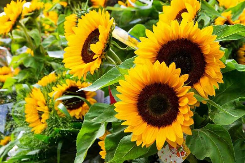 Helianthus Annuus Taiyo Common Sunflower