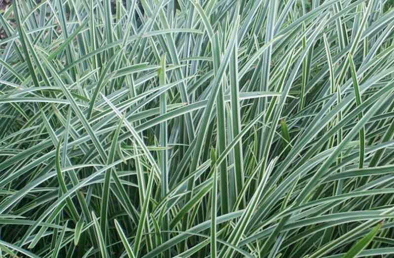 Carex 'Ice Dance' (Japanese Sedge)