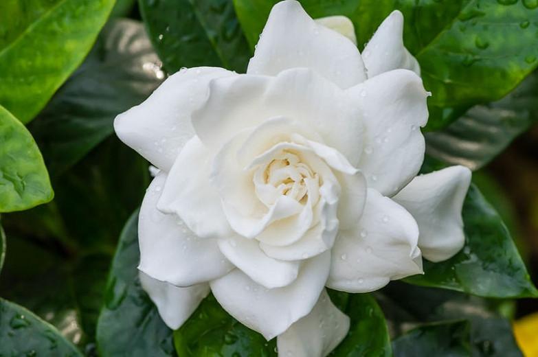 diameter and forudsigelse Gardenia jasminoides 'Veitchii' (Everblooming Gardenia)