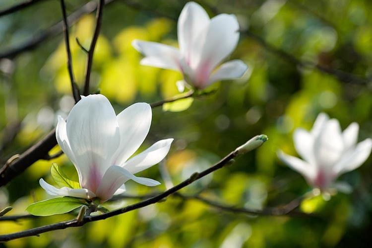 Bildresultat för yulan magnolia