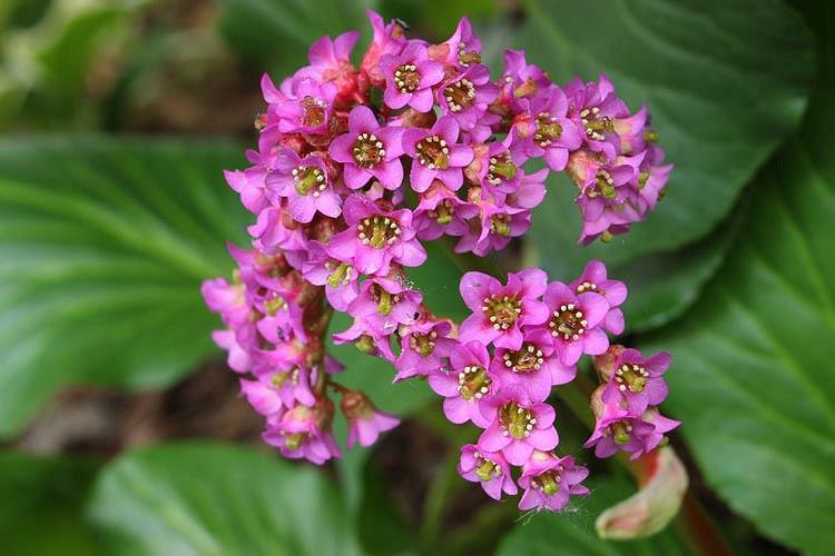 Bergenia Cordifolia Heartleaf Bergenia