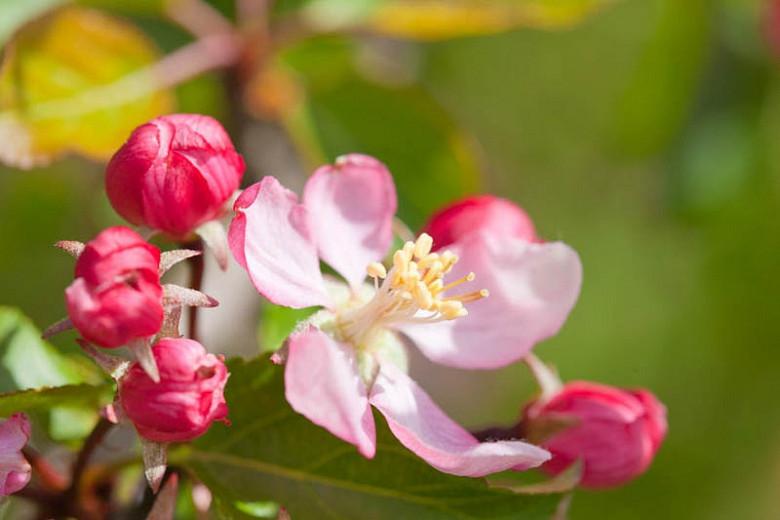 Malus 'Coralburst', Crabapple 'Coralburst', Crab Apple 'Coralburst', Fragrant Tree, Red fruit, red berries, Winter fruits, Pink flowers,Malus 'Coralcole'