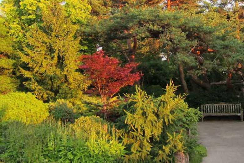 Acer palmatum 'Emperor I', Japanese Maple Emperor I, Acer palmatum 'Emperor 1', Acer palmatum 'Emperor One', Tree with fall color, Fall color, Attractive bark Tree, purple leaves, Purple Acer, Purple Japanese Maple, Purple Maple