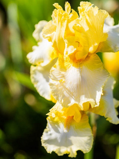 Iris 'Fringe of Gold', Tall Bearded Iris 'Fringe of Gold', Iris Germanica 'Fringe of Gold', Late Season Irises, White Irises, Yellow Irises, Bicolor Irises