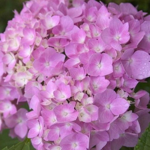 Hydrangea Macrophylla Endless Summer The Original