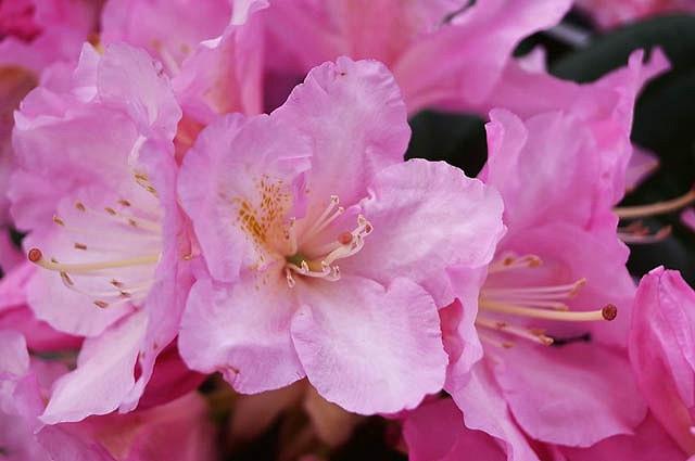 Rhododendron 'Ken Janeck', Rhododendron Yakushimanum 'Ken Janeck', pink flowers, pink rhododendron, pink flowering shrub