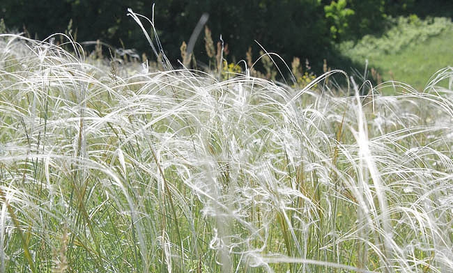 Stipa Barbata, Silver Feather Grass, Ornamental Grass, Feather Grass, Stipa 'Silver Feather'