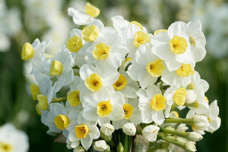 Narcissus 'Avalanche', Daffodil 'Avalanche', Daffodil Seventeen Sisters, Tazetta Daffodil 'Avalanche', Spring Bulbs, Spring Flowers, mid spring bulb, late spring bulb, mid season narcissus, late season narcissus, fragrant daffodil