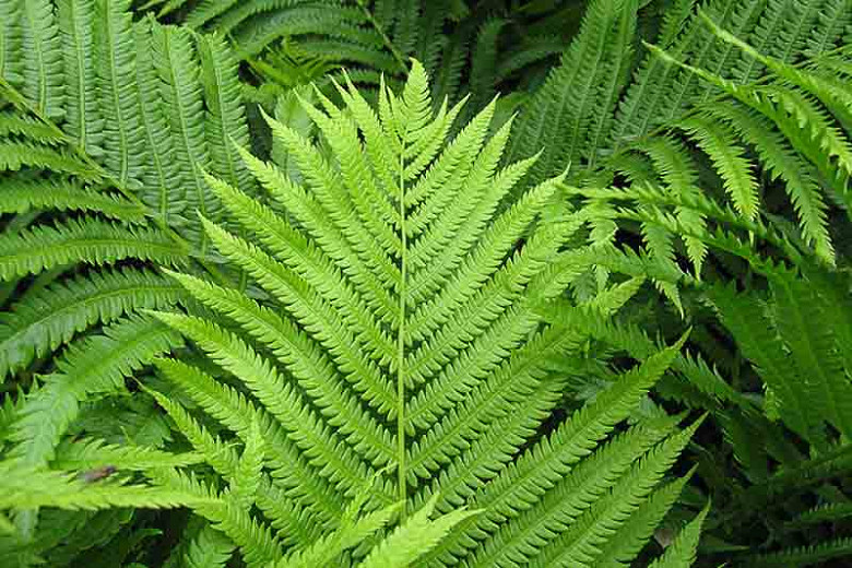 Image of Ostrich fern (Matteuccia struthiopteris) plant