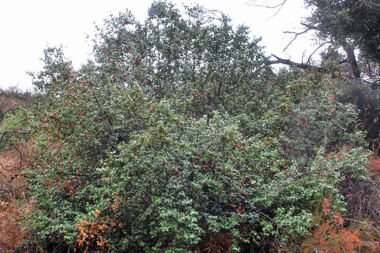 Prunus ilicifolia, Hollyleaf Cherry, Holly-Leaved Cherry, Evergreen Cherry, Evergreen Shrub, Evergreen Tree, Cherry Tree, Fragrant Shrub, Fragrant Tree