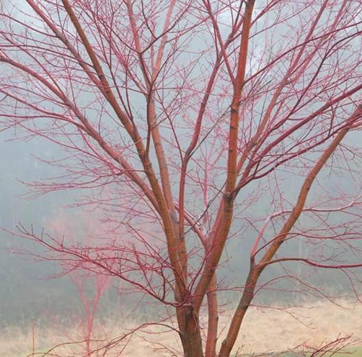 Acer Palmatum Sango Kaku Coral Bark Maple