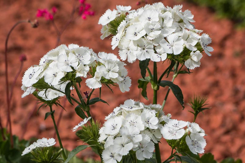 dianthus-barbatus