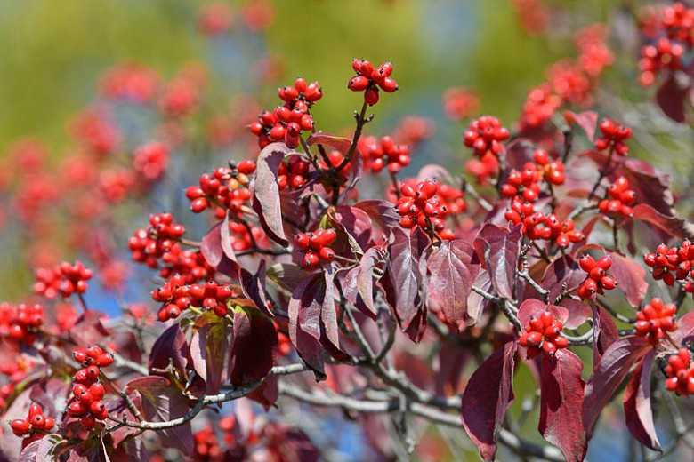 Cornus florida, Flowering Dogwood, American Box, Blood Twig Dogwood, Common White Dogwood, Eastern Flowering Dogwood, False Box Wood, North American Green Osier, Fall color, Winter color, shrub with berries, Flowering tree, red fruits