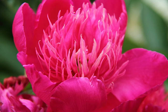 Paeonia Red Spider, Peony Red Spider, Red Spider Peony, Chinese Peony Red Spider, Common Garden Peony Red Spider, Red Peonies, Red Flowers, Fragrant Peonies