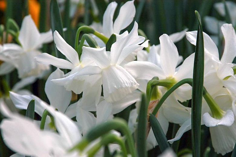 Narcissus 'Ice Wings', Daffodil 'Ice Wings', Triandrus Daffodil 'Ice Wings', Triandrus Daffodils, Angel's Tears, Spring Bulbs, Spring Flowers, mid spring daffodil, Triandrus Narcissus, white daffodil
