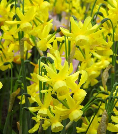 Narcissus Hawera, Daffodil 'Hawera', Triandrus Daffodil 'Hawera', Triandrus Daffodils, Angel's Tears, Spring Bulbs, Spring Flowers, Dwarf daffodil, mid spring daffodil, late spring bloomer, Triandrus Narcissus, yellow daffodil