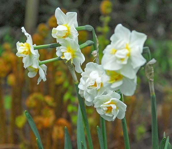 Narcissus Cheerfulness Double Daffodil