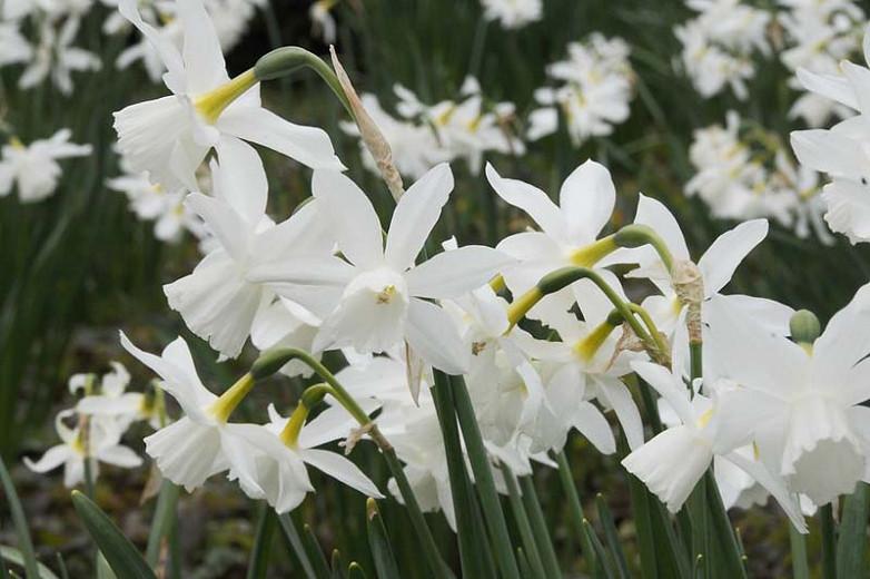 Narcissus Thalia, Daffodil 'Thalia', Triandrus Daffodil 'Thalia', Triandrus Daffodils, Angel's Tears, Spring Bulbs, Spring Flowers, mid spring daffodil, Triandrus Narcissus, white daffodil