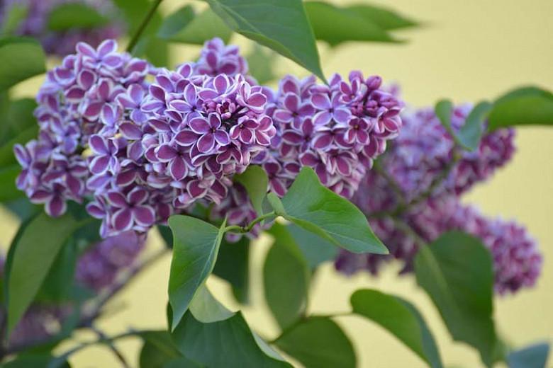 Syringa vulgaris 'Sensation',Syringa 'Sensation', Lilac 'Sensation', Bicolor Lilac, Purple lilac, Fragrant Lilac