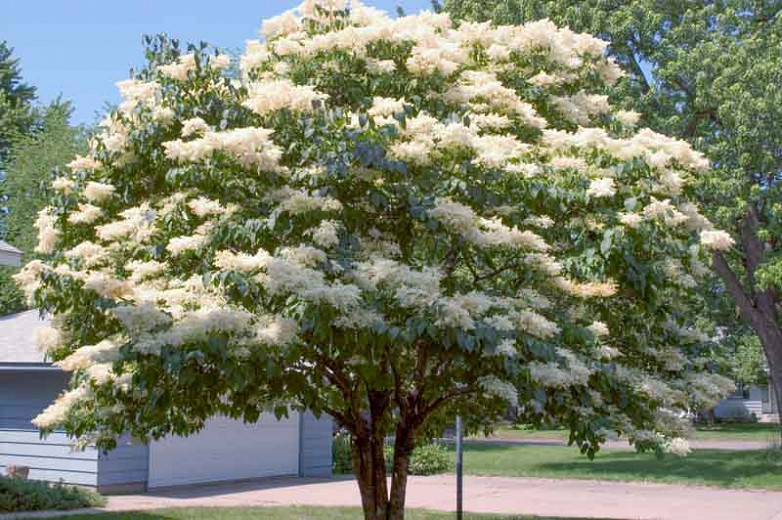 Syringa reticulata subsp. reticulata 'Snowdance' (Japanese Tree Lilac)