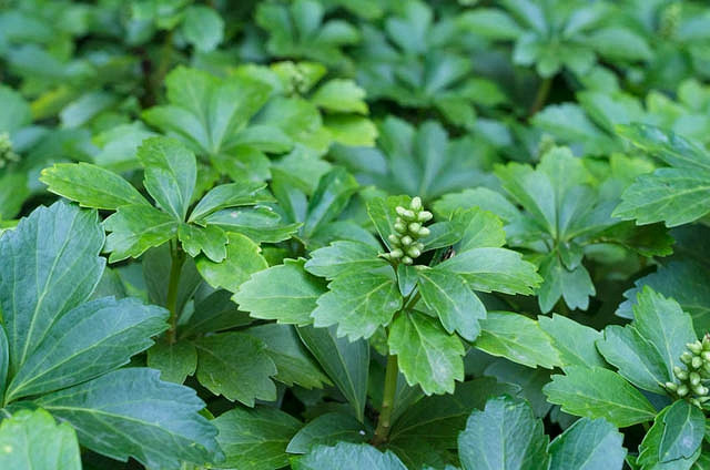 Image of Pachysandra terminalis (Japanese pachysandra) summer ground cover plant