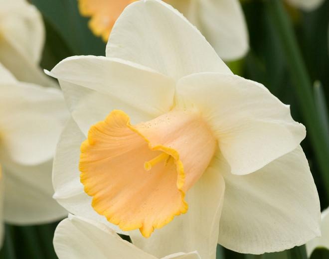 Narcissus Salome, Daffodil Salome, Narcisse Salome, Large-Cupped Daffodil 'Salome', Large-Cupped Daffodils, Spring Bulbs, Spring Flowers, Narcisse grande couronne, early spring daffodil, mid spring daffodil
