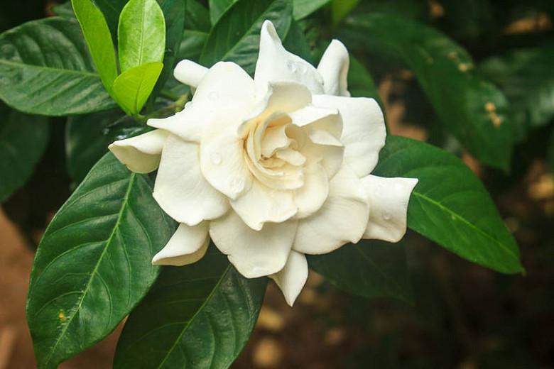 Kalksten afslappet Ansvarlige person Gardenia jasminoides (Cape Jasmine)