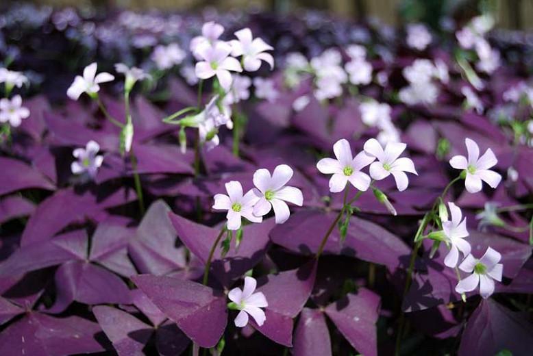 Plant de jardin à feuilles de trèfle violet Fleurs roses