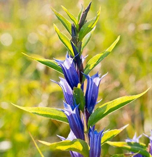 Gentiana asclepiadea, Willow Gentian, Milkweed Gentian, Blue flowers, Rock Garden Perennial, Trumpet Gentian, Autumn Gentian, Fall Gentian