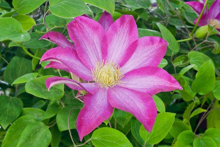 Clematis 'Pink Champagne', Large-Flowered Clematis 'Pink Champagne', Clematis 'Kakio', group 3 clematis, Pink clematis, Clematis Vine, Clematis Plant, Flower Vines, Clematis Flower, Clematis Pruning