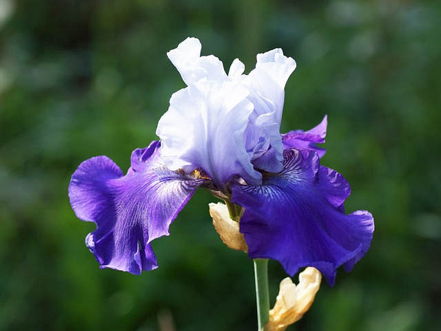 Iris Best Bet, Bearded iris Best Bet, Iris Germanica Best Bet, Reblooming irises, Bicolor irises, Award Irises, Blue Irises