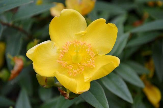 Helianthemum Nummularium, Rock Rose, yellow flowers, ground covers, grouncover, perennial ground cover