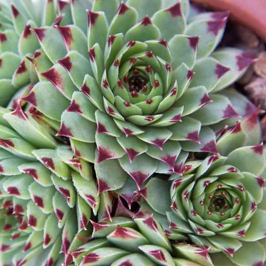 Sempervivum Calcareum Greenii Hens And Chicks