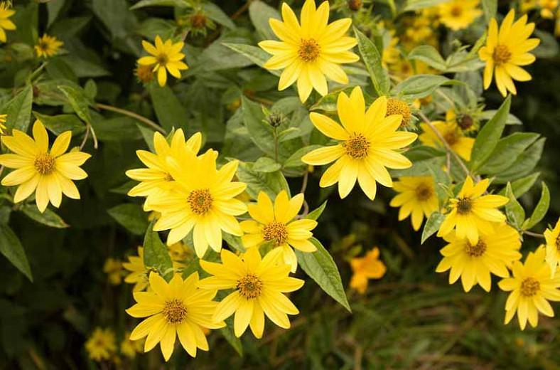 Helianthus 'Lemon Queen' (Sunflower)