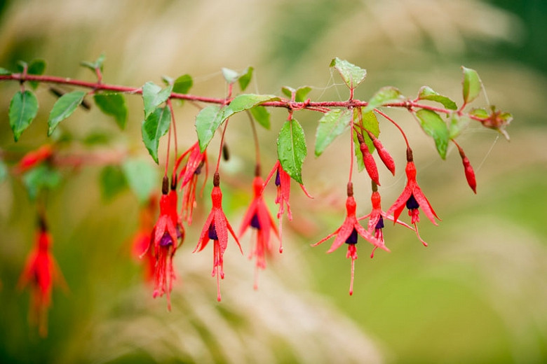 Image of Fuchsia magellanica hardy fuchsia