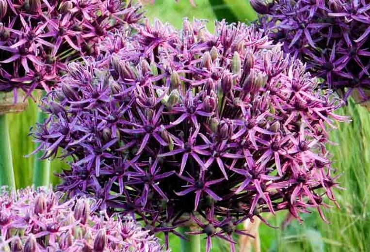 Allium 'Firmament', Ornamental Onion 'Firmament', Ornamental Garlic 'Firmament', Spring Bulbs, Spring Flowers,Giant Onions, Purple flowers