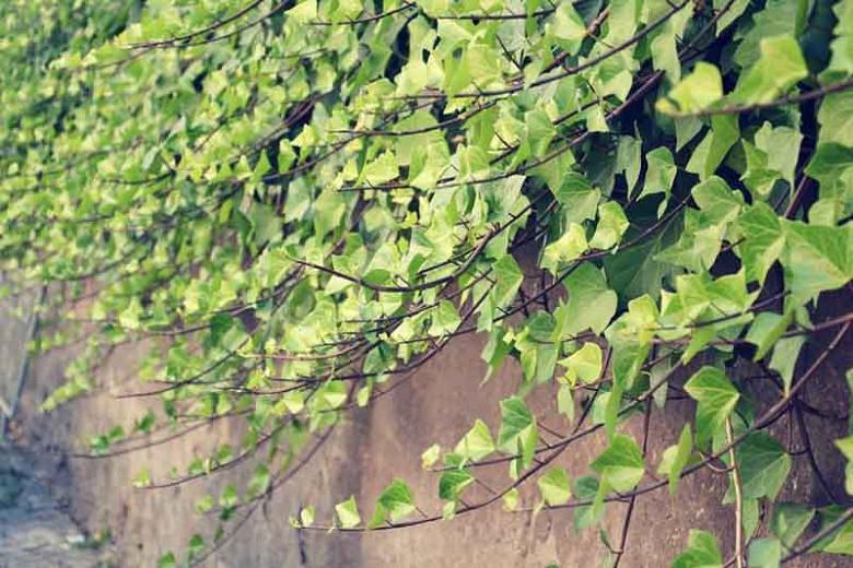 English Ivy plant common ivy Hedera helix fast grow climb evergreen 10 LIVE Cut