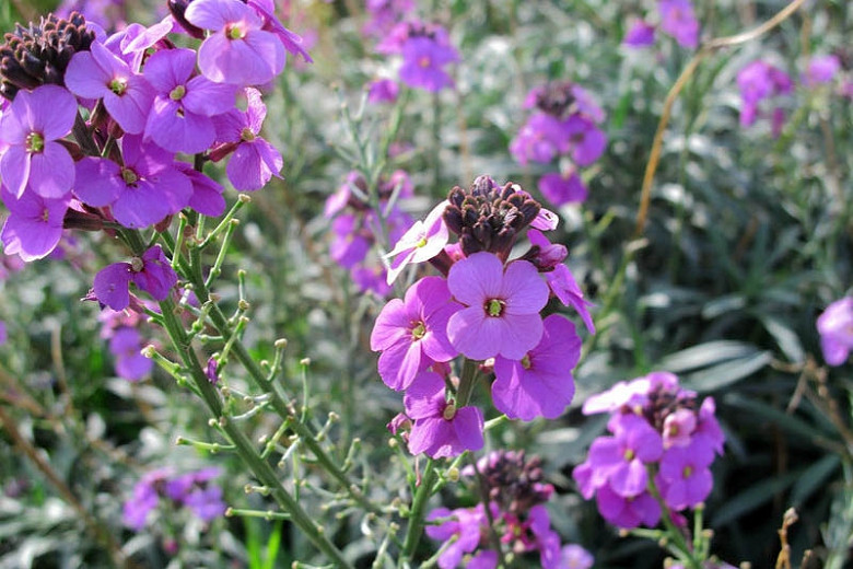Erysimum 'Bowles's Mauve' (Wallflower)