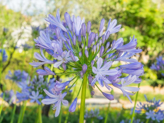 Agapanthus 'Peter (African Lily)