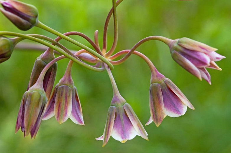 Nectaroscordum siculum (Sicilian Honey Garlic)
